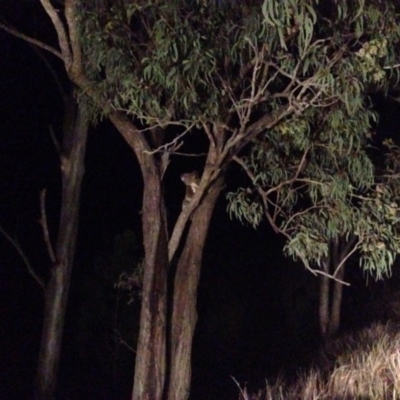 Phascolarctos cinereus (Koala) at Running Creek, QLD - 16 Nov 2015 by benny
