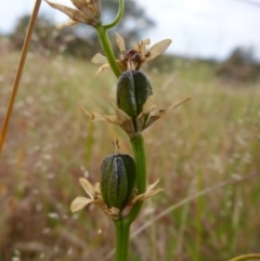 Wurmbea dioica subsp. dioica (Early Nancy) at Bigga, NSW - 17 Oct 2015 by JanetRussell