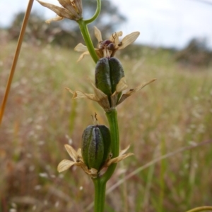 Wurmbea dioica subsp. dioica at Bigga, NSW - 17 Oct 2015