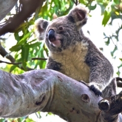 Phascolarctos cinereus (Koala) at Noosa Heads, QLD - 14 Nov 2015 by bapaj