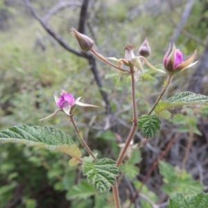 Rubus parvifolius at Theodore, ACT - 7 Nov 2015