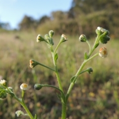 Hackelia suaveolens (Sweet Hounds Tongue) at Theodore, ACT - 7 Nov 2015 by MichaelBedingfield