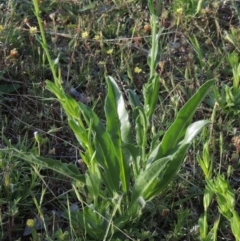 Hackelia suaveolens at Theodore, ACT - 7 Nov 2015 06:21 PM