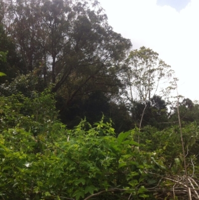 Phascolarctos cinereus (Koala) at Bootawa, NSW - 15 Nov 2015 by wod