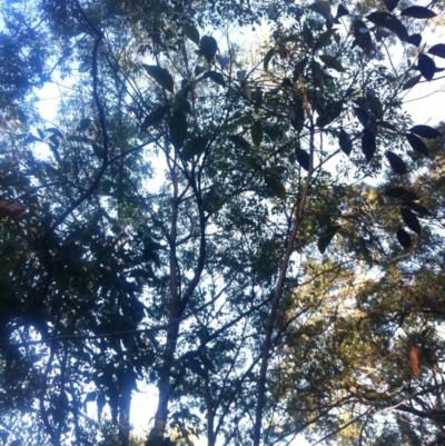Phascolarctos cinereus (Koala) at Taree, NSW - 16 Nov 2015 by wod