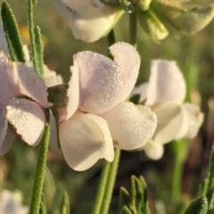 Lotus australis (Austral Trefoil) at Googong, NSW - 17 Nov 2015 by Wandiyali