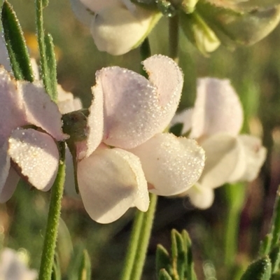 Lotus australis (Austral Trefoil) at Googong, NSW - 16 Nov 2015 by Wandiyali