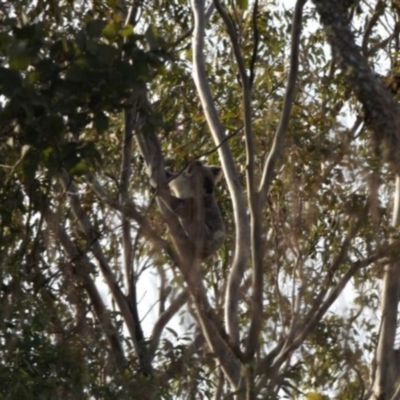 Phascolarctos cinereus (Koala) at Egypt, QLD - 12 Nov 2015 by VinegarHill