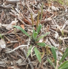 Plantago varia (Native Plaintain) at Hackett, ACT - 31 Oct 2015 by MAX