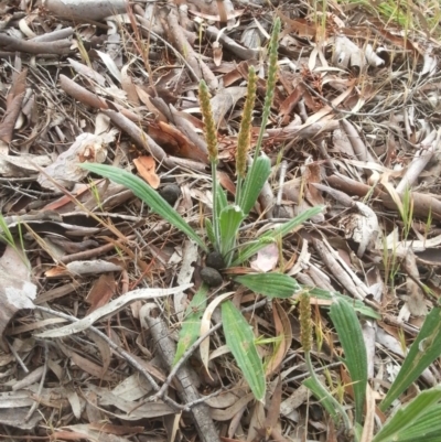 Plantago varia (Native Plaintain) at Hackett, ACT - 31 Oct 2015 by MAX