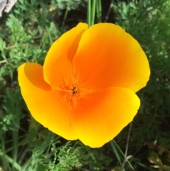 Eschscholzia californica (California Poppy) at Belconnen, ACT - 16 Nov 2015 by forrac