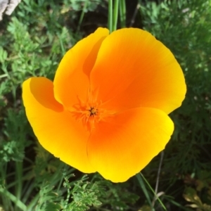 Eschscholzia californica at Belconnen, ACT - 17 Nov 2015