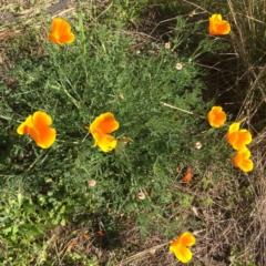 Eschscholzia californica at Belconnen, ACT - 17 Nov 2015