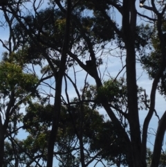 Phascolarctos cinereus (Koala) at Skye, SA - 16 Nov 2015 by Spotto