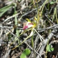 Caladenia atrovespa (Green-comb Spider Orchid) at Jerrabomberra, NSW - 17 Nov 2015 by MattM