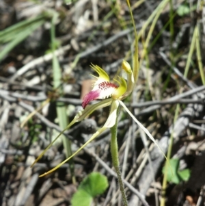 Caladenia atrovespa at Jerrabomberra, NSW - suppressed