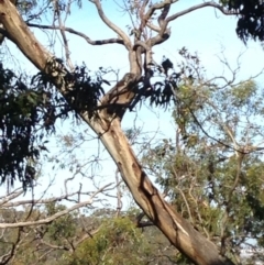 Phascolarctos cinereus (Koala) at Skye, SA - 16 Nov 2015 by Spotto