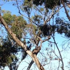 Phascolarctos cinereus (Koala) at Skye, SA - 16 Nov 2015 by Spotto