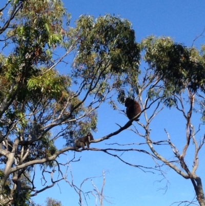 Phascolarctos cinereus (Koala) at Skye, SA - 16 Nov 2015 by Spotto