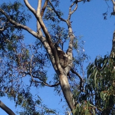 Phascolarctos cinereus (Koala) at Skye, SA - 16 Nov 2015 by Spotto