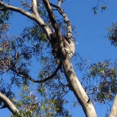 Phascolarctos cinereus (Koala) at Skye, SA - 16 Nov 2015 by Spotto