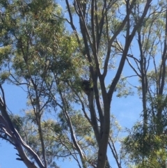 Phascolarctos cinereus (Koala) at Skye, SA - 16 Nov 2015 by Spotto