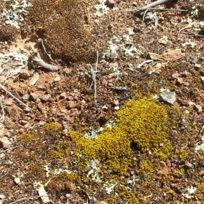 Xanthoparmelia sp. (Rock-shield lichen (foliose lichen)) at Majura, ACT - 25 Oct 2015 by MPW