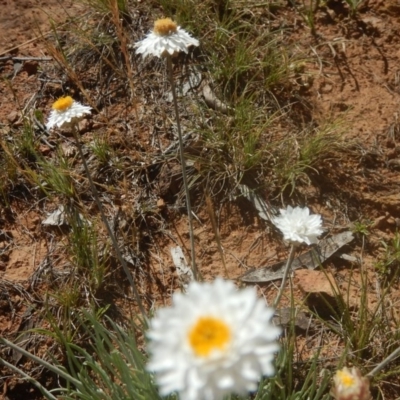 Leucochrysum albicans subsp. tricolor (Hoary Sunray) at Gungahlin, ACT - 15 Nov 2015 by MichaelMulvaney