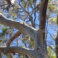 Phascolarctos cinereus (Koala) at Skye, SA - 17 Nov 2015 by Spotto