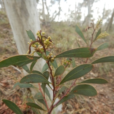 Acacia penninervis var. penninervis (Hickory Wattle) at Canberra Central, ACT - 12 Nov 2015 by MichaelMulvaney