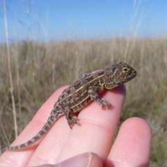Tympanocryptis lineata (Canberra Grassland Earless Dragon, Lined Earless Dragon) by EmmaCook