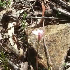 Caladenia carnea (Pink Fingers) at Canberra Central, ACT - 18 Oct 2015 by MAX