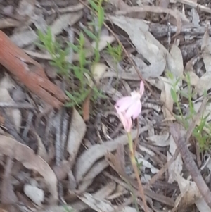 Caladenia carnea at Canberra Central, ACT - suppressed