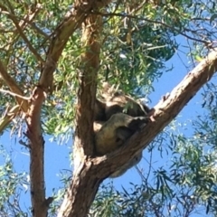 Phascolarctos cinereus (Koala) at Port Macquarie, NSW - 17 Nov 2015 by Shazza5