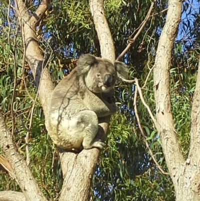 Phascolarctos cinereus (Koala) at Port Macquarie, NSW - 11 Nov 2015 by LDay