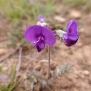 Swainsona sericea at Wambrook, NSW - 4 Nov 2015