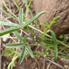 Cullen tenax (Tough Scurf-Pea) at Wambrook, NSW - 5 Nov 2015 by Mike