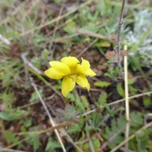 Goodenia pinnatifida at Wambrook, NSW - 5 Nov 2015