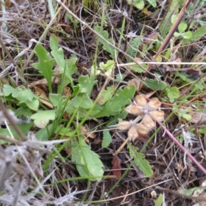 Goodenia pinnatifida at Wambrook, NSW - 5 Nov 2015 06:57 AM