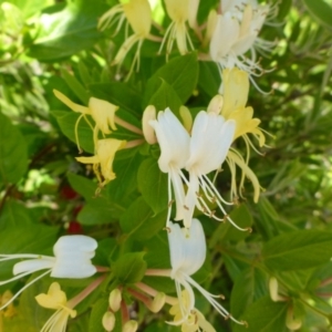 Lonicera japonica at Bruce, ACT - 10 Nov 2015 09:19 AM