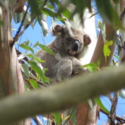 Phascolarctos cinereus (Koala) at East Lismore, NSW - 16 Nov 2015 by VisionWalks