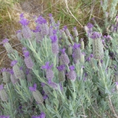 Lavandula stoechas (Spanish Lavender or Topped Lavender) at O'Malley, ACT - 7 Nov 2015 by Mike