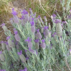 Lavandula stoechas at O'Malley, ACT - 8 Nov 2015 08:46 AM