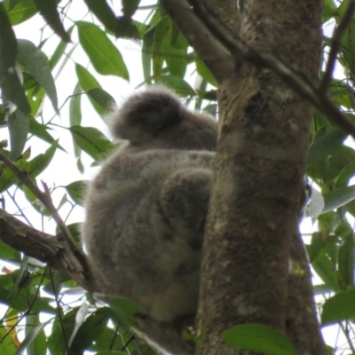 Phascolarctos cinereus (Koala) at East Lismore, NSW - 16 Nov 2015 by VisionWalks