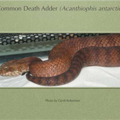 Acanthophis antarcticus (Common Death Adder) at Stromlo, ACT - 28 Nov 2012 by ACTWildlifeAtlas