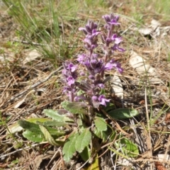 Ajuga australis (Austral Bugle) at Isaacs, ACT - 8 Nov 2015 by Mike