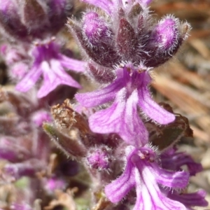 Ajuga australis at Isaacs, ACT - 8 Nov 2015