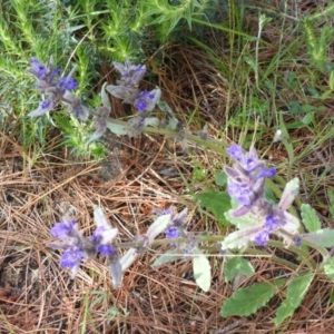 Ajuga australis at Isaacs, ACT - 8 Nov 2015 03:29 PM