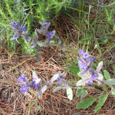 Ajuga australis (Austral Bugle) at Isaacs, ACT - 8 Nov 2015 by Mike