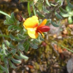 Pultenaea procumbens (Bush Pea) at Scrivener Hill - 16 Nov 2015 by Mike